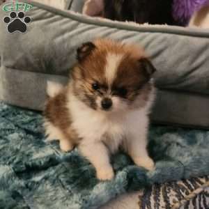 Peanut-Toy, Pomeranian Puppy